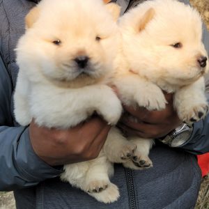 Interested ppl call or sms at 9851194687